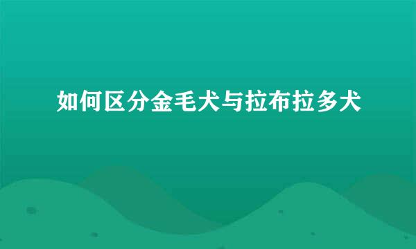 如何区分金毛犬与拉布拉多犬