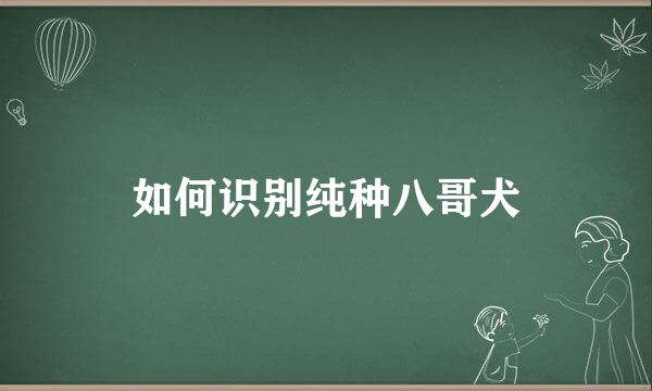 如何识别纯种八哥犬