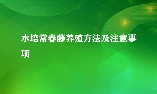 水培常春藤养殖方法及注意事项