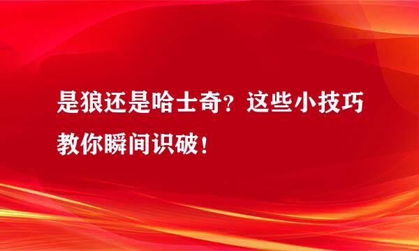 是狼还是哈士奇？这些小技巧教你瞬间识破！