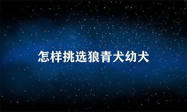 怎样挑选狼青犬幼犬