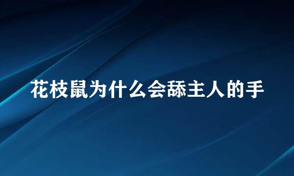 花枝鼠为什么会舔主人的手