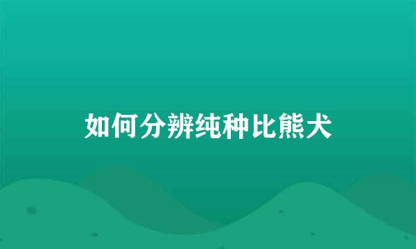 如何分辨纯种比熊犬