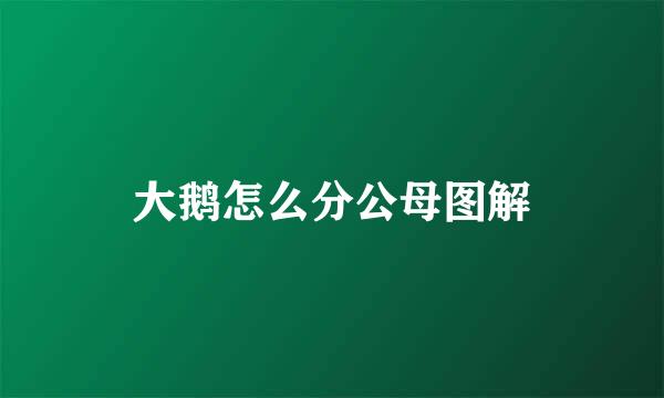 大鹅怎么分公母图解