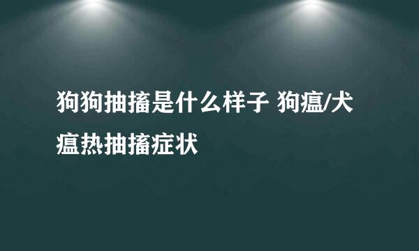 狗狗抽搐是什么样子 狗瘟/犬瘟热抽搐症状