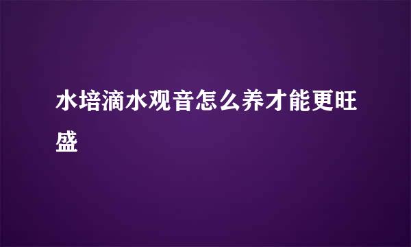 水培滴水观音怎么养才能更旺盛