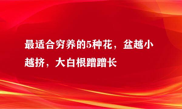 最适合穷养的5种花，盆越小越挤，大白根蹭蹭长